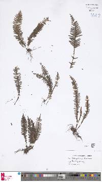 Image of Prosaptia palauensis