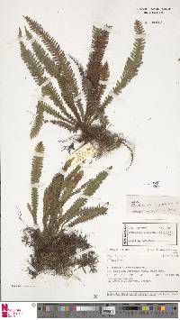 Image of Polypodium khasyanum