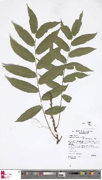 Image of Arthropteris paucivenia