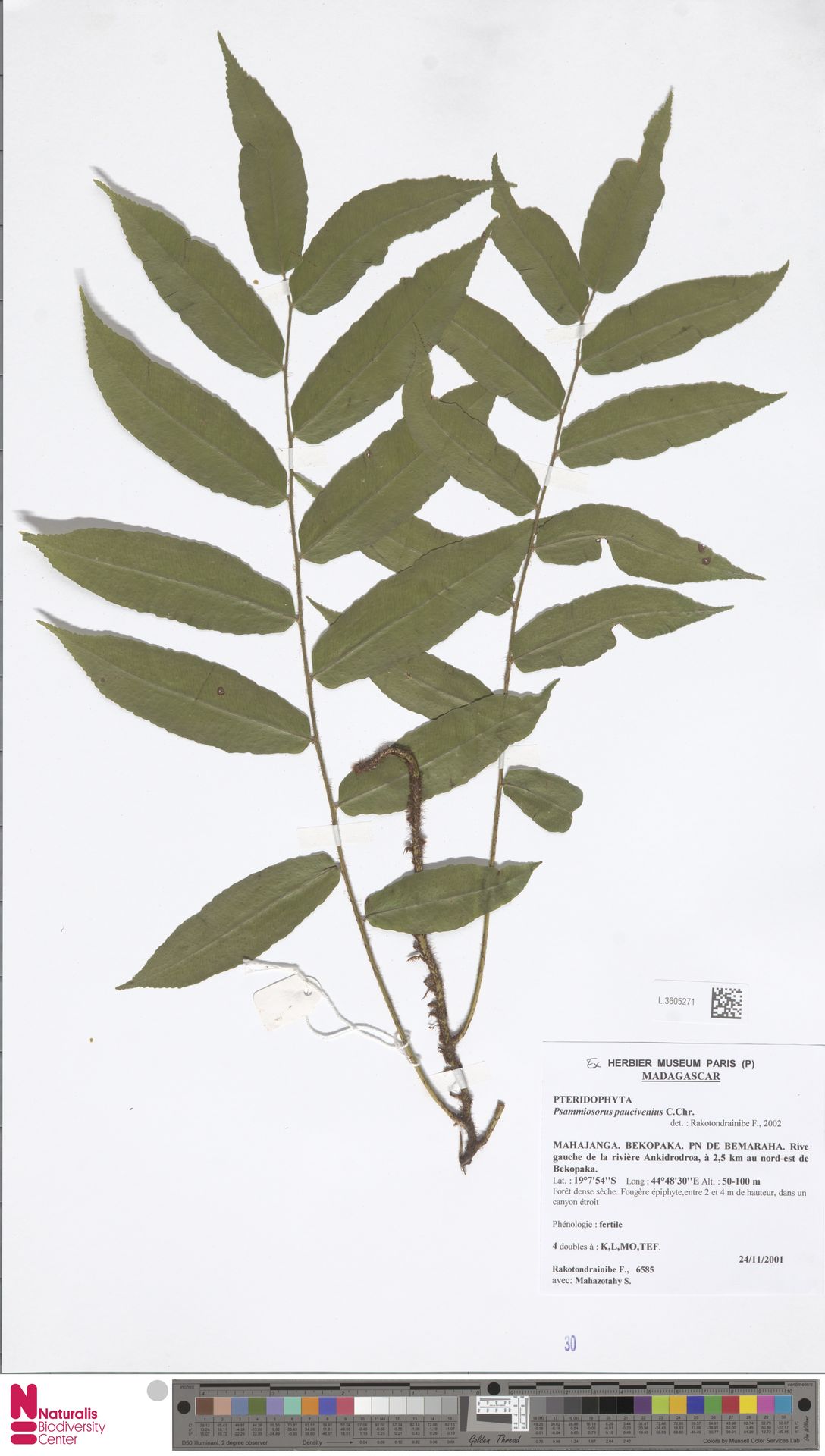 Arthropteris paucivenia image