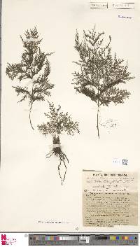 Trichomanes cupressoides image