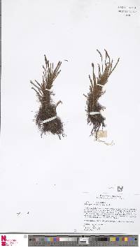 Image of Scleroglossum juncifolium