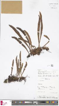 Image of Pyrrosia rhodesiana