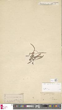 Image of Pyrrosia rupestris