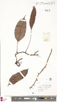 Image of Pyrrosia sphaerosticha