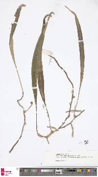 Image of Pyrrosia samarensis