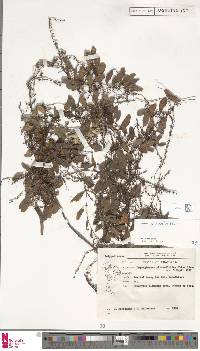 Pyrrosia piloselloides image