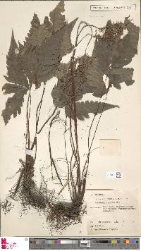 Tectaria aurita image