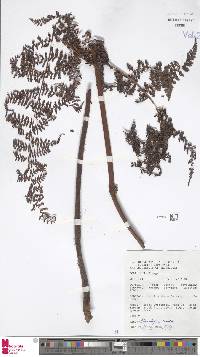 Dryopteris alpina image