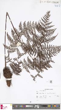 Dryopteris alpina image