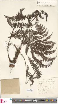 Dryopteris alpina image