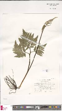 Image of Sceptridium japonicum