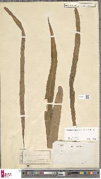 Pyrrosia longifolia image