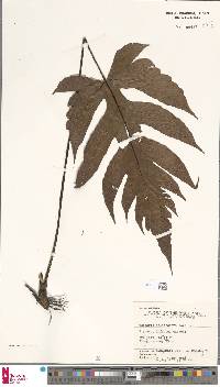 Image of Tectaria dolichosora