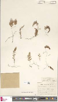 Hymenophyllum aeruginosum image