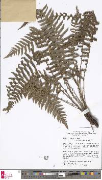 Sphaerostephanos acrostichoides image