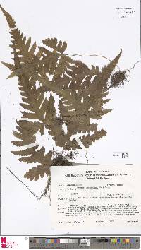 Tectaria tenerifrons image