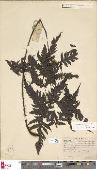 Tectaria pubescens image
