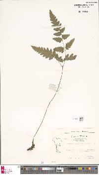 Tectaria tenerifrons image