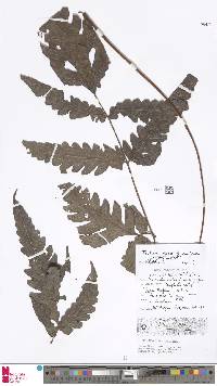 Tectaria keckii image