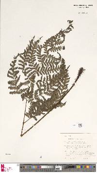 Image of Tectaria kingii