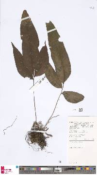 Image of Tectaria isomorpha