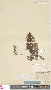 Image of Vandenboschia rupestris