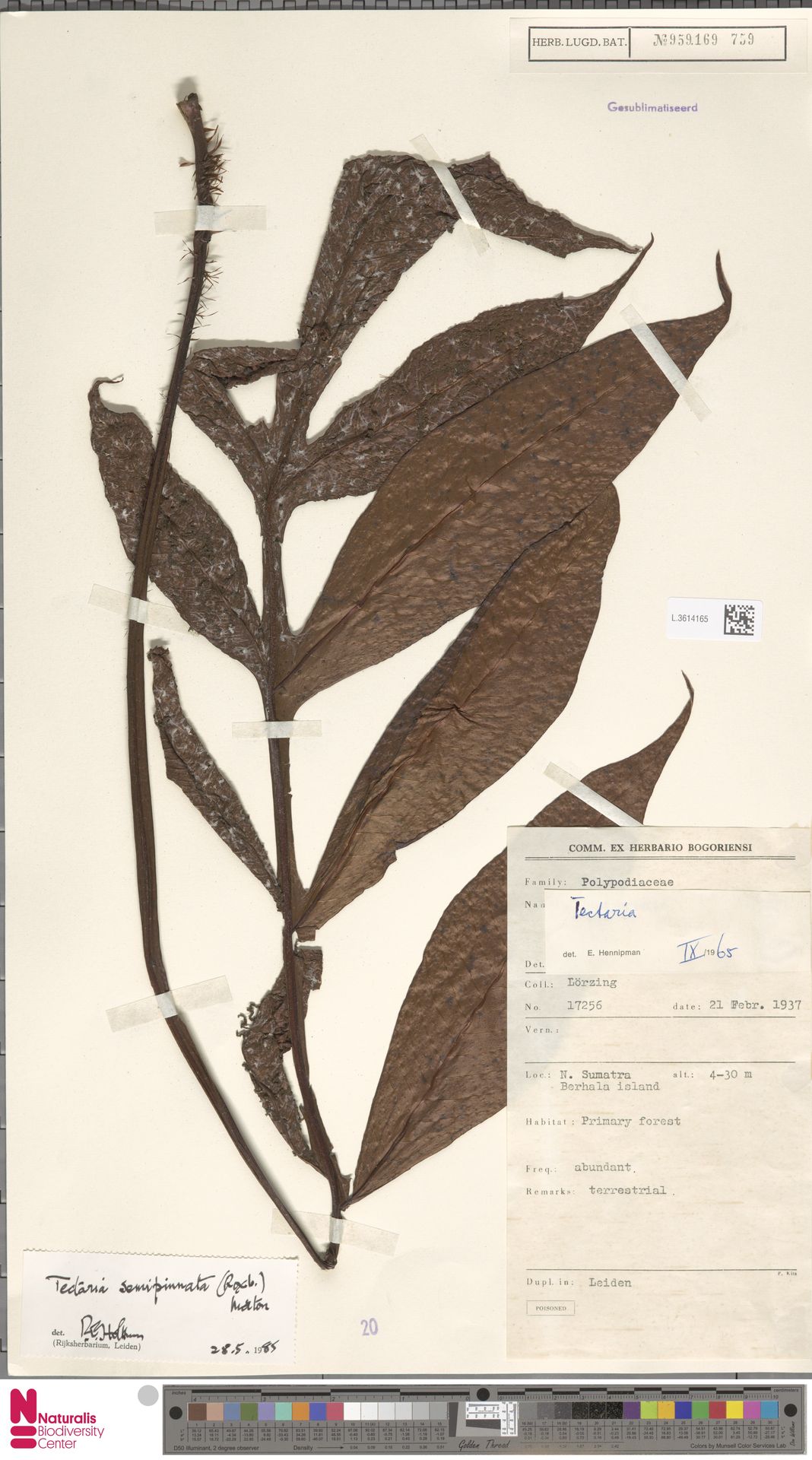 Tectaria semipinnata image