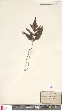 Tectaria impressa image