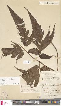 Image of Lomariopsis brackenridgei