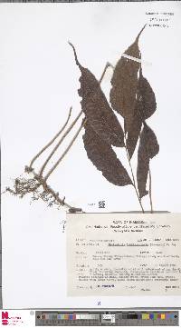 Image of Menisciopsis lakhimpurensis