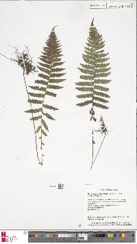 Coryphopteris nipponica image