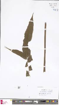 Abacopteris nudata image