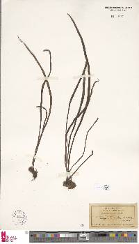 Haplopteris elongata image