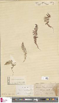 Image of Woodsia manchuriensis