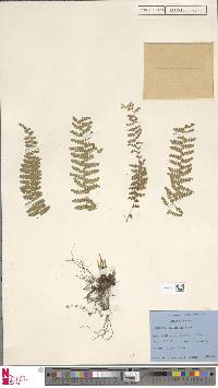 Woodsia elongata image