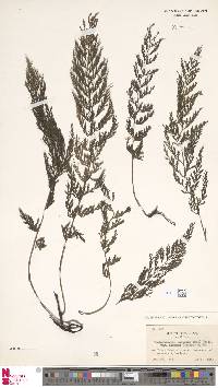 Vandenboschia striata image