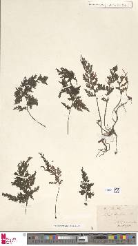 Vandenboschia speciosa image