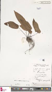 Tectaria angulata image
