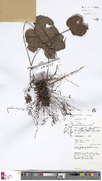 Tectaria brooksii image