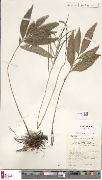 Taenitis diversifolia image