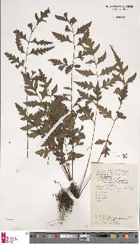 Image of Tectaria calcarea