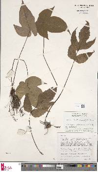 Tectaria christovalensis image