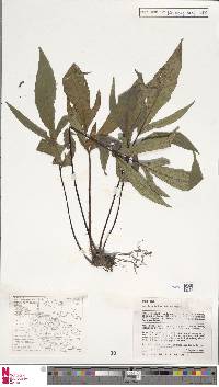 Tectaria angulata image