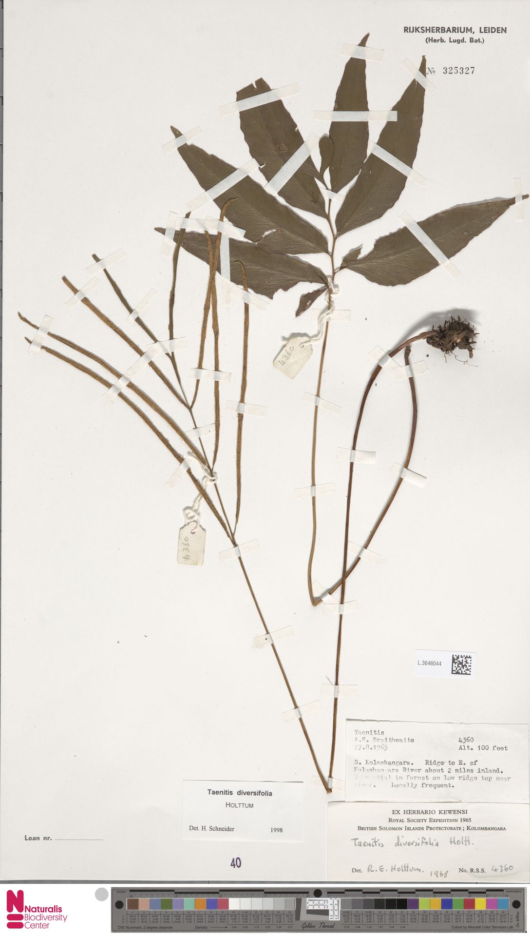 Taenitis diversifolia image