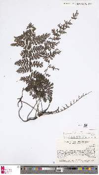Image of Vandenboschia collariata