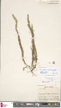 Image of Tomophyllum beleense