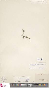 Didymoglossum lineolatum image