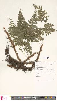 Davallia trichomanoides image