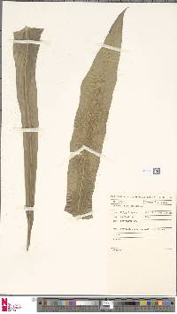 Hypolepis punctata image
